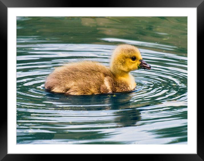 Graceful Baby Canada Goose Swimming Framed Mounted Print by chris hyde