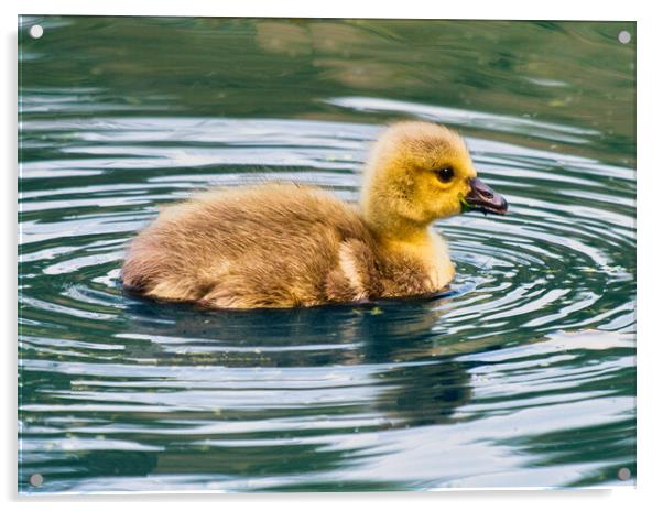 Graceful Baby Canada Goose Swimming Acrylic by chris hyde