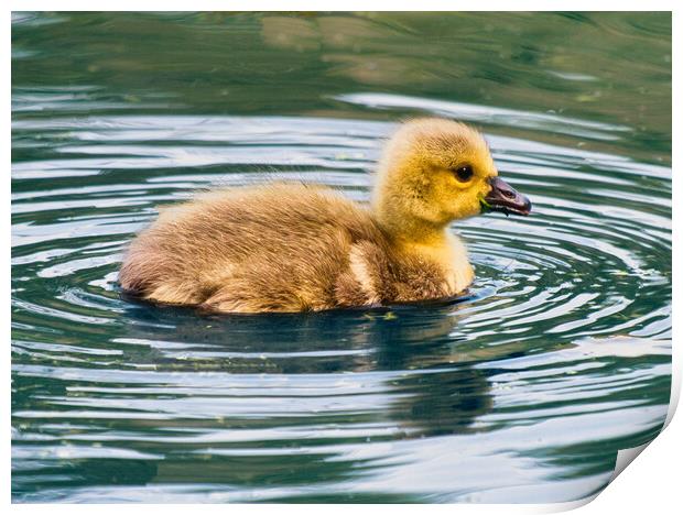 Graceful Baby Canada Goose Swimming Print by chris hyde