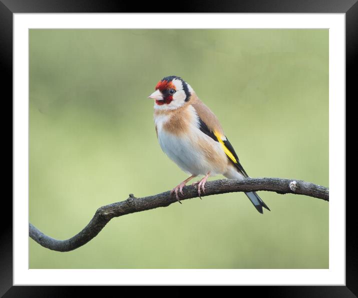 Colourful Goldfinch Perched Framed Mounted Print by chris hyde