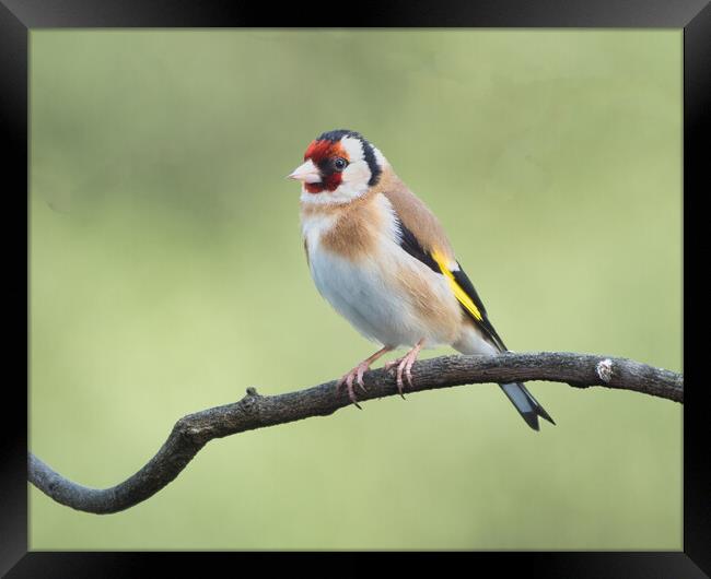 Colourful Goldfinch Perched Framed Print by chris hyde