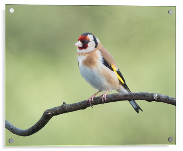 Colourful Goldfinch Perched Acrylic by chris hyde