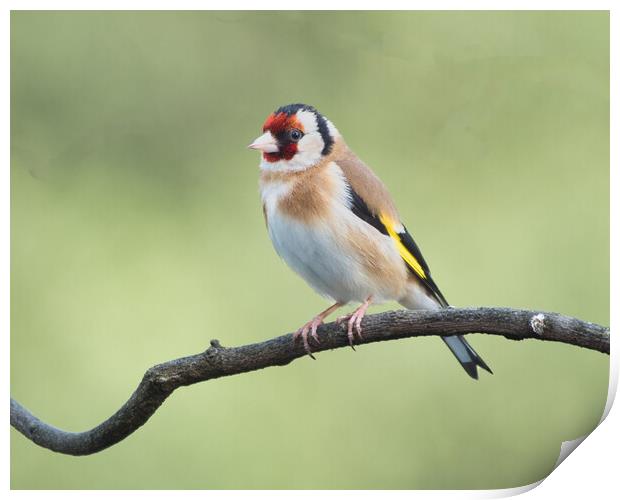 Colourful Goldfinch Perched Print by chris hyde