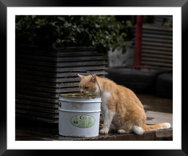 Ginger Moggy Drinking Framed Mounted Print by Tom Lloyd