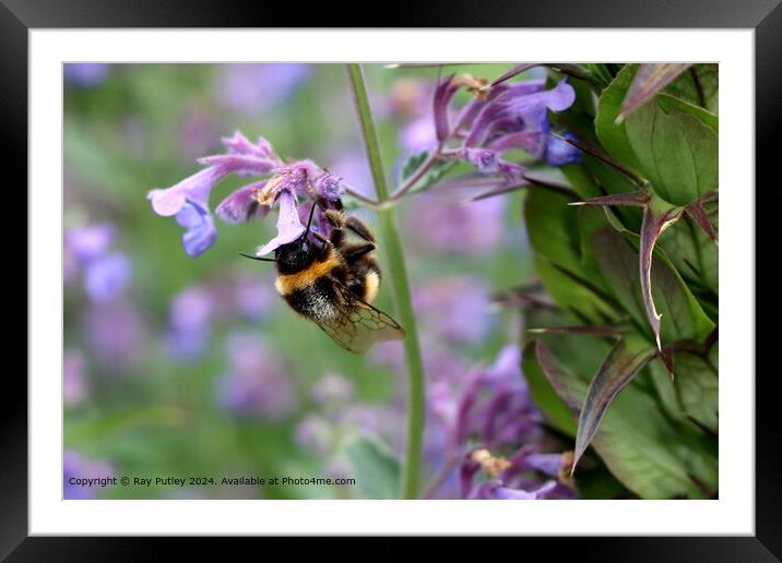 Busy Bee Framed Mounted Print by Ray Putley