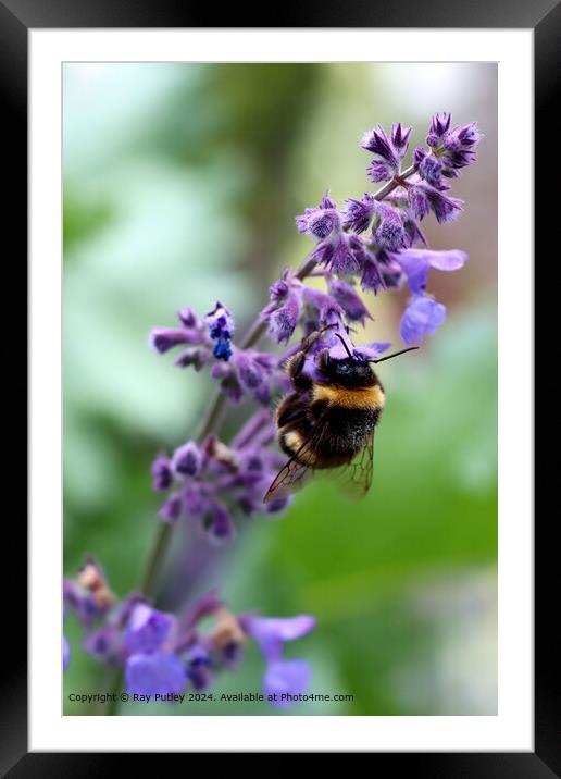 Purple Wildflower Bee Gathering Framed Mounted Print by Ray Putley