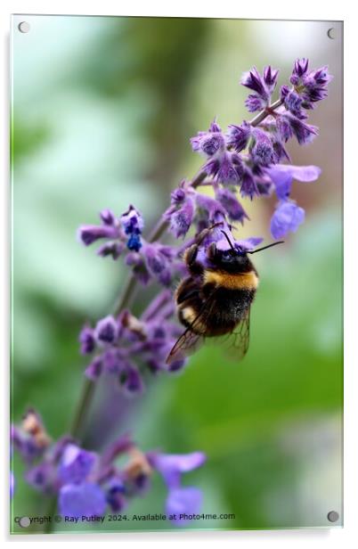 Purple Wildflower Bee Gathering Acrylic by Ray Putley