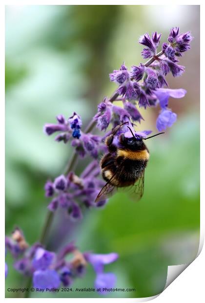 Purple Wildflower Bee Gathering Print by Ray Putley