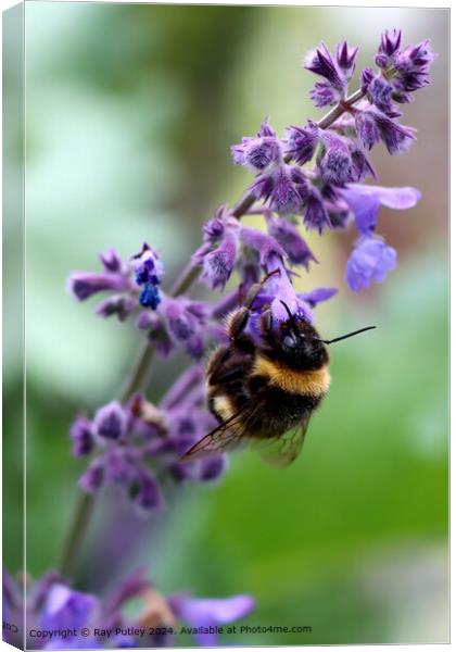 Bee Pollinating Wildflowers Canvas Print by Ray Putley