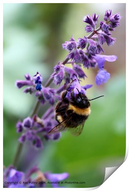 Bee Pollinating Wildflowers Print by Ray Putley