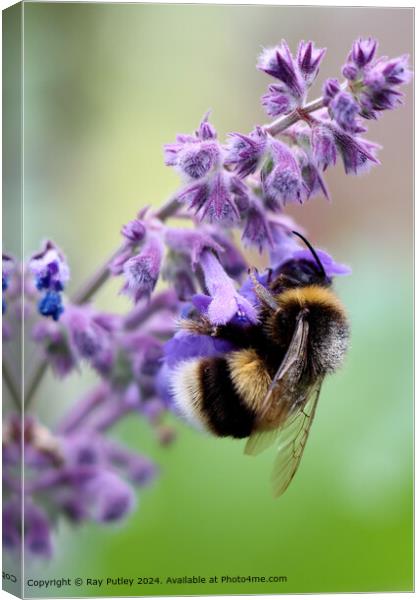 Bee Gathering Nectar Canvas Print by Ray Putley