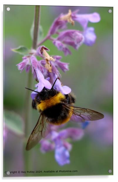 Bee Gathering Nectar Acrylic by Ray Putley
