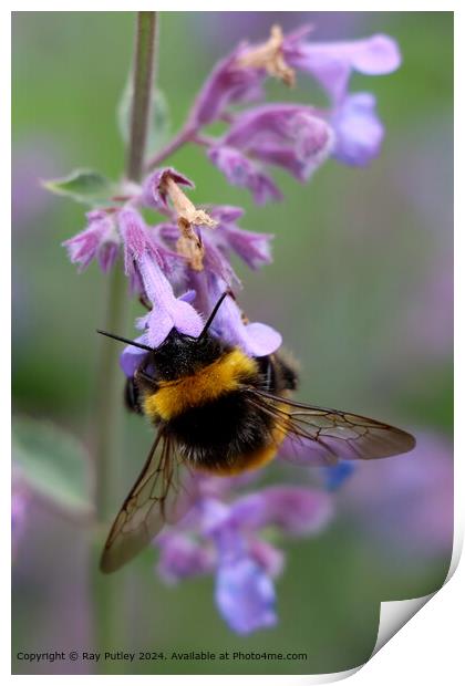 Bee Gathering Nectar Print by Ray Putley