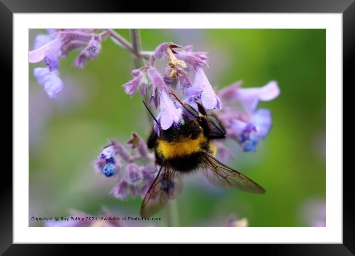 The Sweet Nectar Framed Mounted Print by Ray Putley