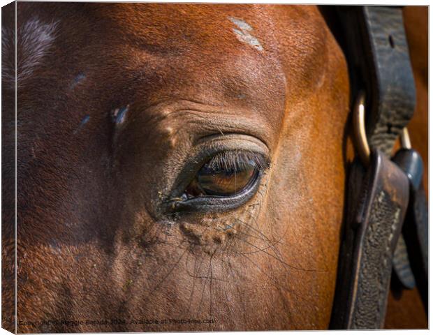 Brown Horse Eye Canvas Print by Maggie Bajada