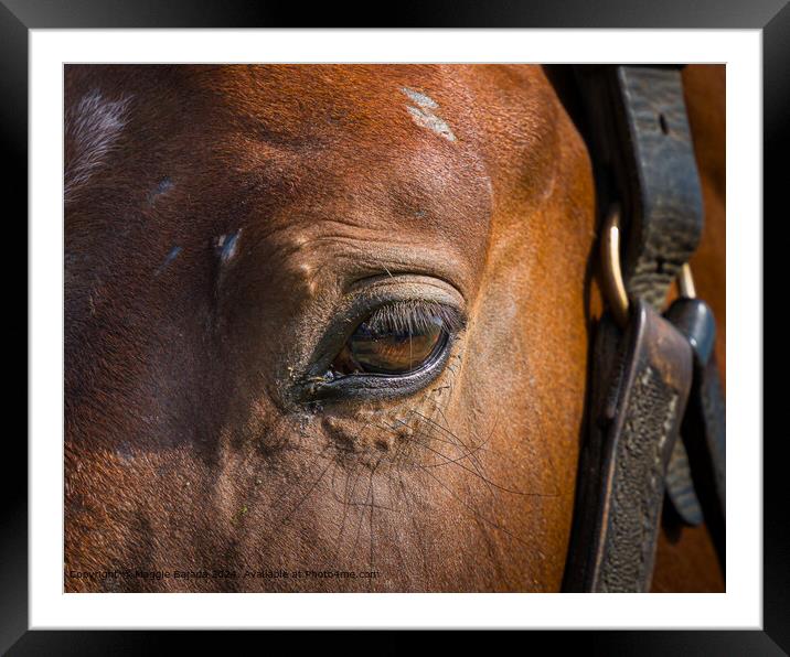Brown Horse Eye Framed Mounted Print by Maggie Bajada