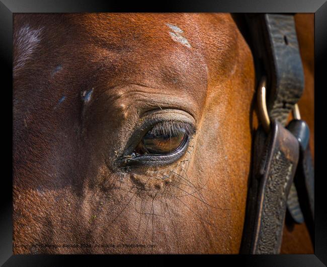 Brown Horse Eye Framed Print by Maggie Bajada
