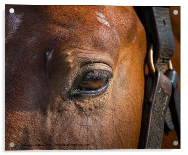 Brown Horse Eye Acrylic by Maggie Bajada