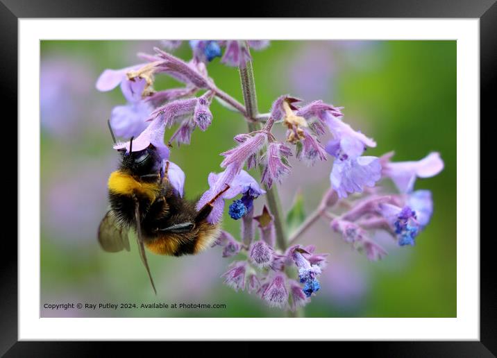 Busy Bee Framed Mounted Print by Ray Putley