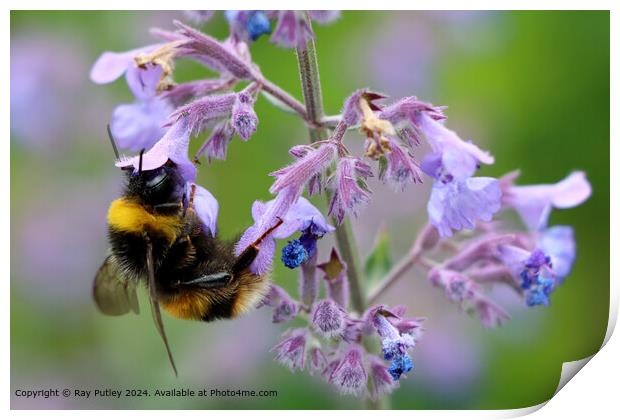 Busy Bee Print by Ray Putley