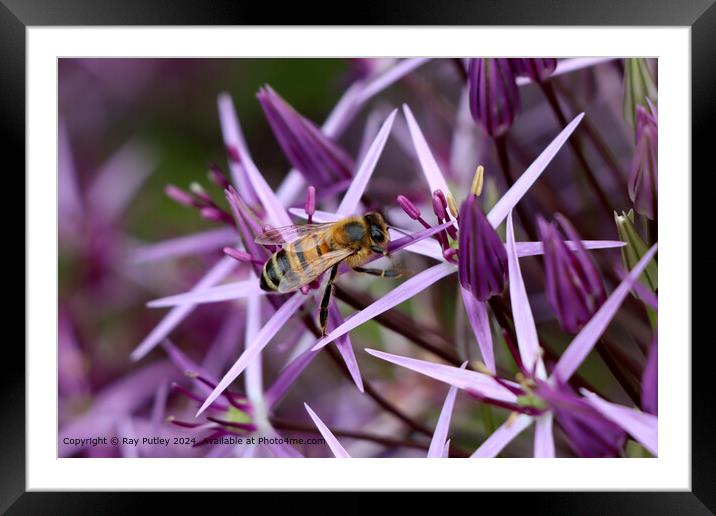 Bee Gathering Nectar Framed Mounted Print by Ray Putley