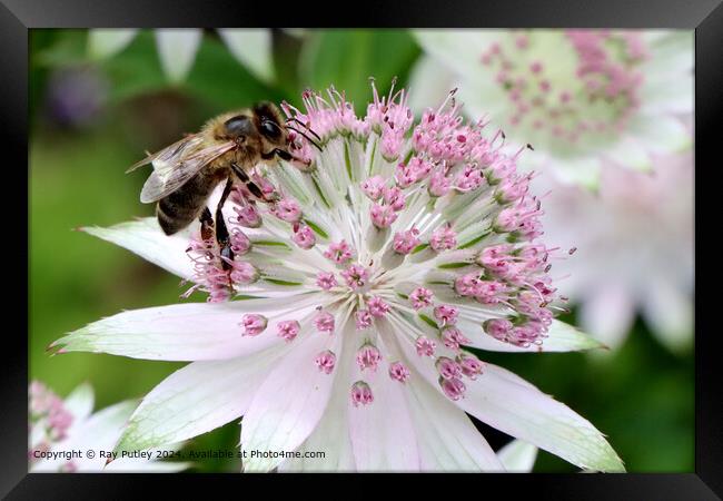 Bee Gathering Nectar Framed Print by Ray Putley