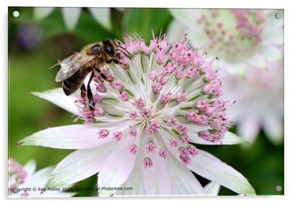 Bee Gathering Nectar Acrylic by Ray Putley