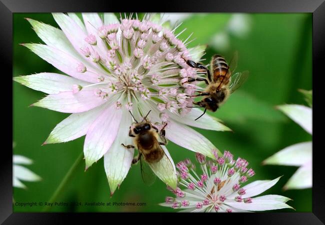 Two Bees Gathering Nectar Framed Print by Ray Putley