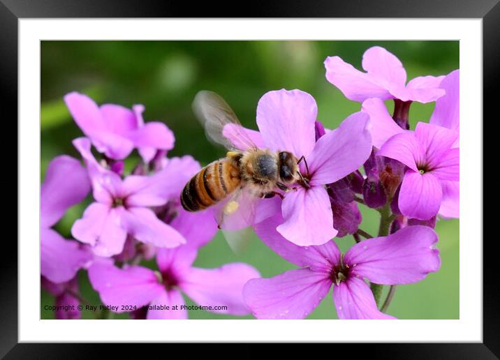 Bee and Nectar Framed Mounted Print by Ray Putley