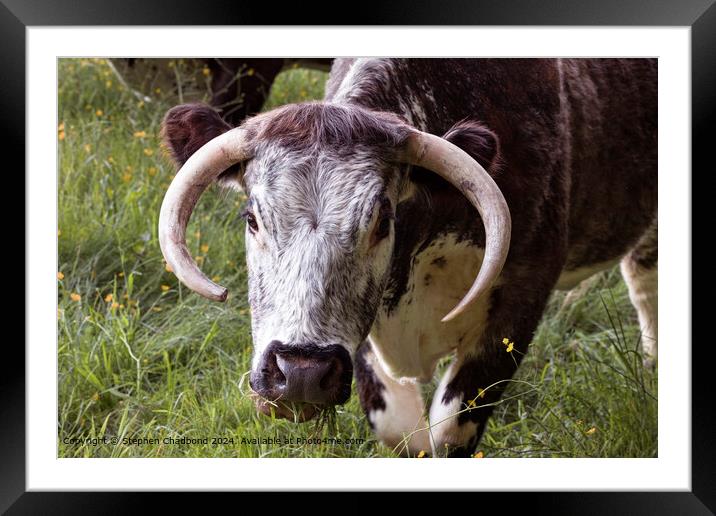 Longhorn Cow Grazing Field Framed Mounted Print by Stephen Chadbond