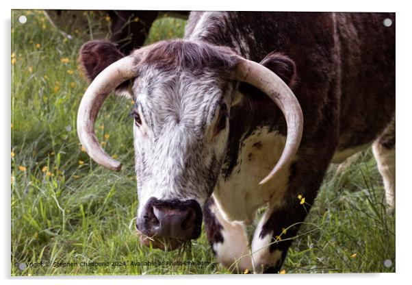 Longhorn Cow Grazing Field Acrylic by Stephen Chadbond