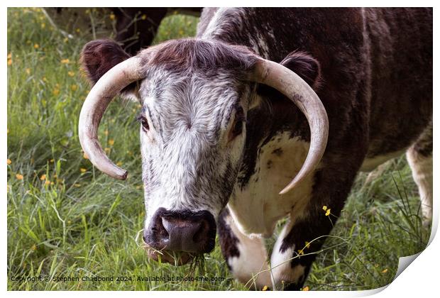 Longhorn Cow Grazing Field Print by Stephen Chadbond