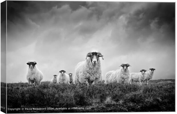 Moody Black and White Scottish Sheep Canvas Print by Paula Beaumont