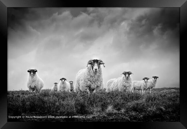 Moody Black and White Scottish Sheep Framed Print by Paula Beaumont