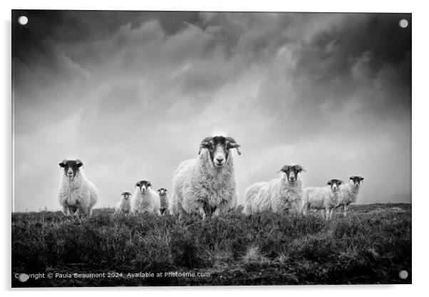 Moody Black and White Scottish Sheep Acrylic by Paula Beaumont