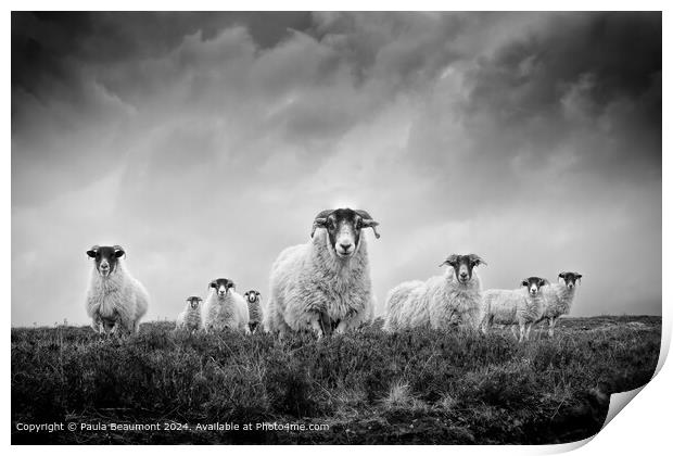 Moody Black and White Scottish Sheep Print by Paula Beaumont