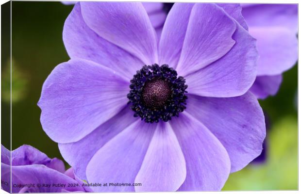 Purple Flower Canvas Print by Ray Putley