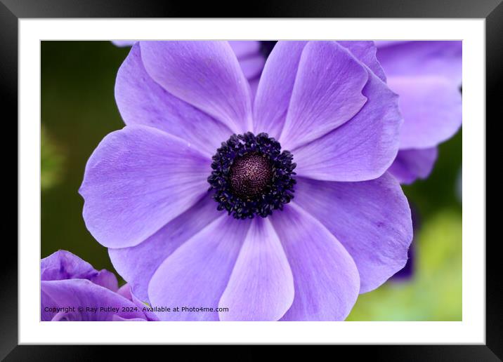 Purple Flower Framed Mounted Print by Ray Putley