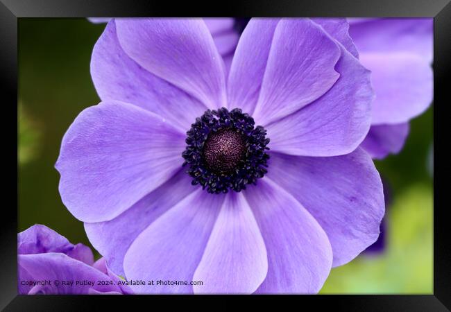 Purple Flower Framed Print by Ray Putley