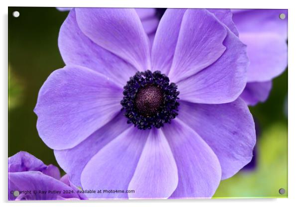 Purple Flower Acrylic by Ray Putley