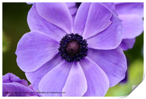 Purple Flower Print by Ray Putley