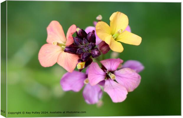 Vibrant Verbena Bloom Canvas Print by Ray Putley