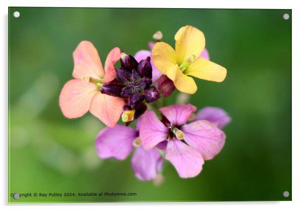 Vibrant Verbena Bloom Acrylic by Ray Putley