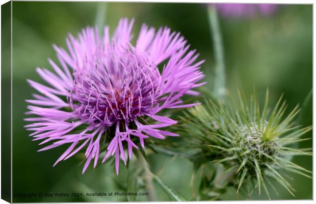Lilac Thistle Blossom Close-Up Canvas Print by Ray Putley