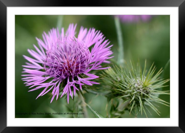 Lilac Thistle Blossom Close-Up Framed Mounted Print by Ray Putley