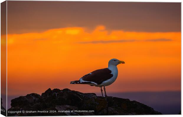 Great Black-Backed Gull at Sunset Canvas Print by Graham Prentice