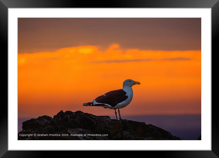 Great Black-Backed Gull at Sunset Framed Mounted Print by Graham Prentice