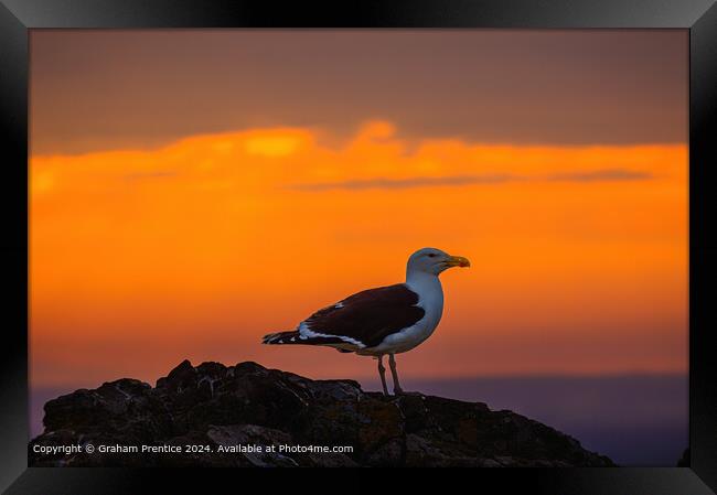 Great Black-Backed Gull at Sunset Framed Print by Graham Prentice