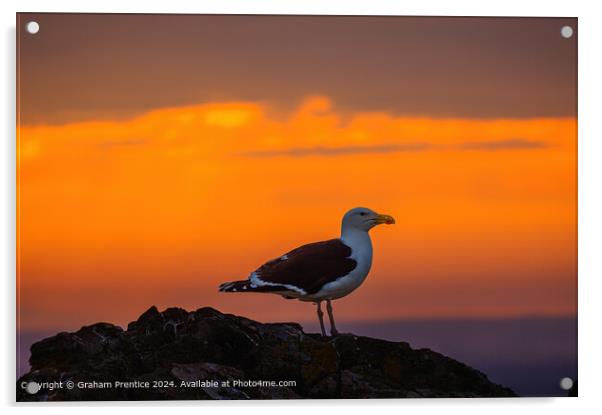 Great Black-Backed Gull at Sunset Acrylic by Graham Prentice