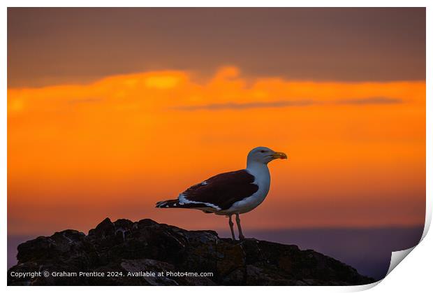 Great Black-Backed Gull at Sunset Print by Graham Prentice